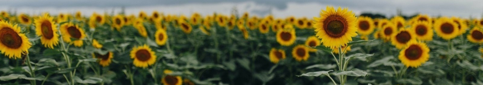 Field of sunflowers