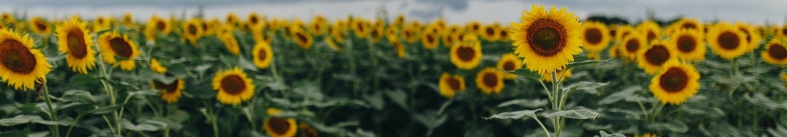 Field of sunflowers